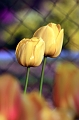 Tulipany 3